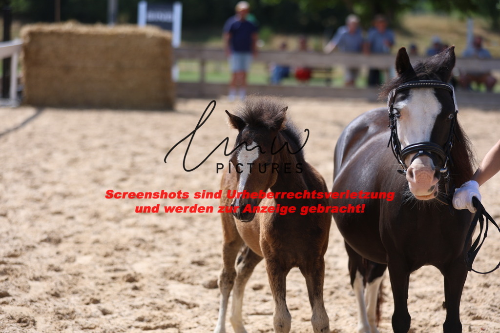 Fohlenschau_Schwäbisch_Hall_Ponys_KN 49_7 | lmwpictures - Realisiert mit Pictrs.com