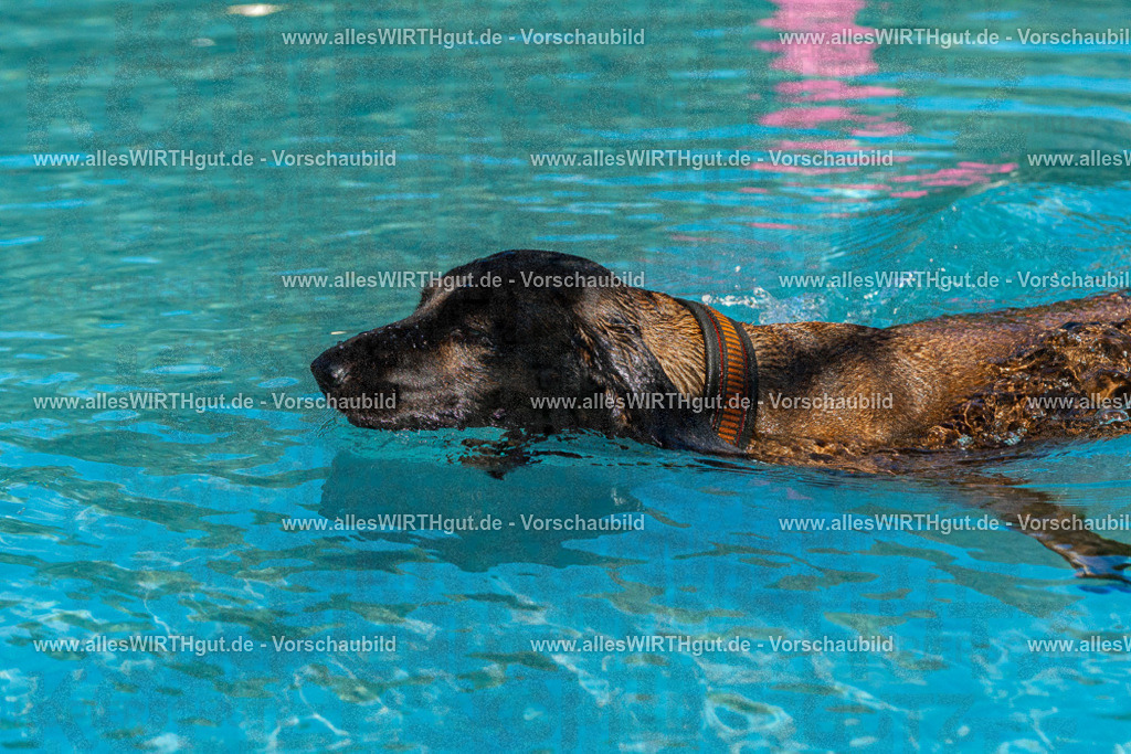 Hundeschwimmen_Volksbad_2026-allesWIRTHgut_Tierfotografie-2609061607-FAY07366 | Professionelle Tierfotografie in Mönchengladbach von Daniel Wirth (allesWIRTHgut). Liebevolle & natürliche Bilder von Hunden & Katzen für unvergessliche Erinnerungen.