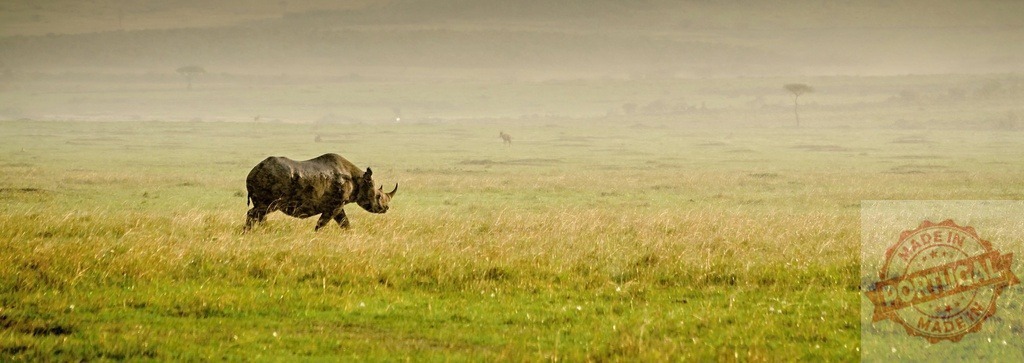 Black rhino walking savanna in Kenya during morning fog | Black rhino walking through tall grass in misty savanna, symbolising solitude and wilderness - Realized with Pictrs.com