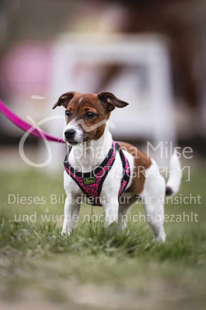 240327_Fruehlingsfest_Stil-L-2-451 | Deine schönsten Turniermomente als professionelle Fotos! Entdecke hochwertige Pferdesport-Fotografie im Online-Shop. Jetzt Fotos finden & bestellen!