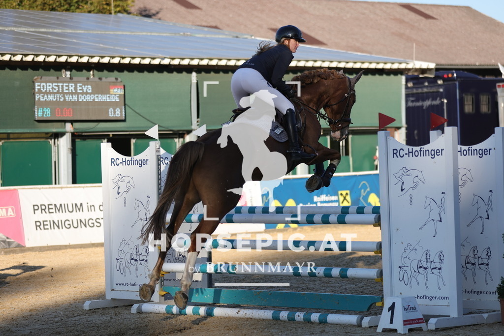 0P6A1948 | Willkommen bei Brunnmayr - Design & Fotografie – Ihrem Spezialisten für Reitturniere und Pferdeveranstaltungen in Oberösterreich, Salzburg und Bayern! Seit über 17 Jahren sind wir leidenschaftlich dabei.