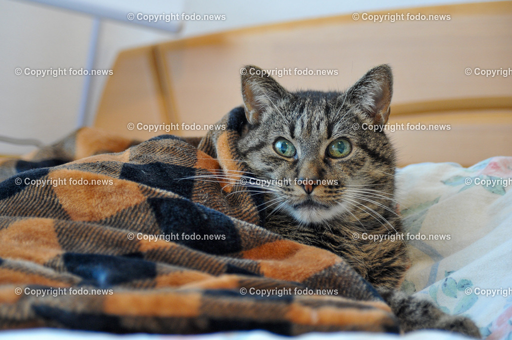 Linz_ Haustiere_ 15.04.2025-5 | 15.04.2025, LINZ, AUT, Themenbild, im Bild Katze, Hauskatze, getigert