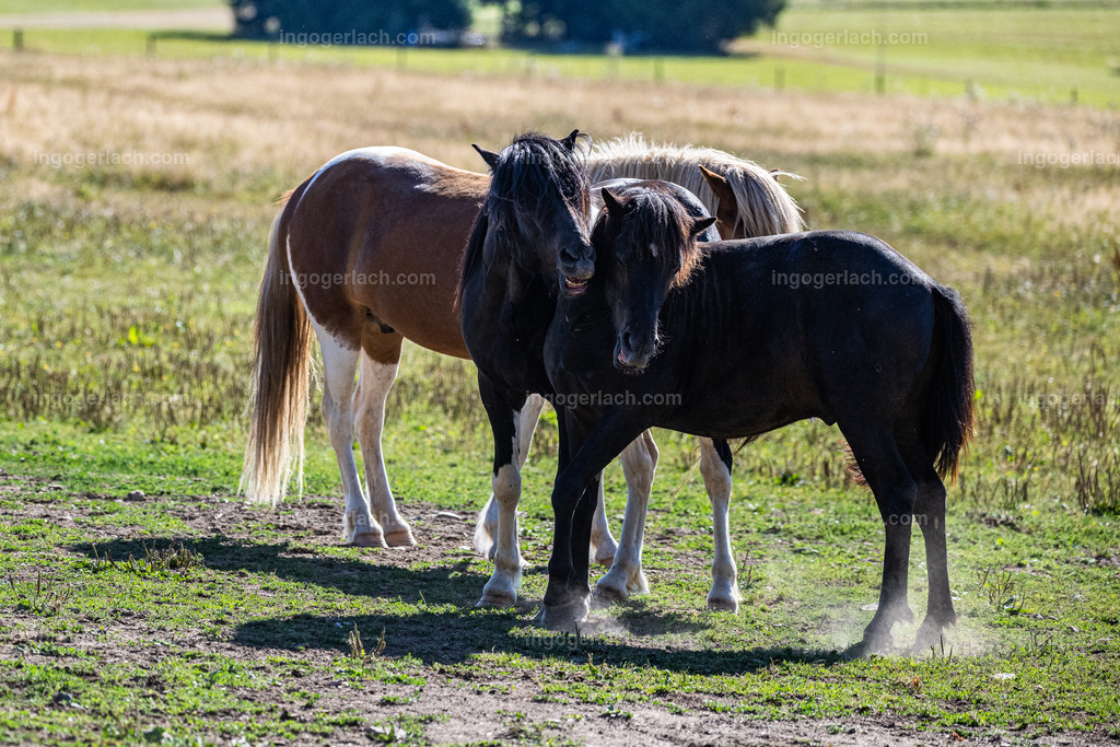 Islandhengste | Ingo Gerlach