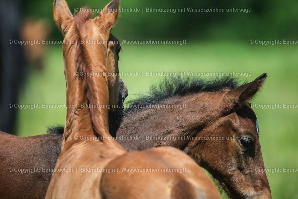 20210617_Fohlen_0132 | Foto: Thomas Hartig