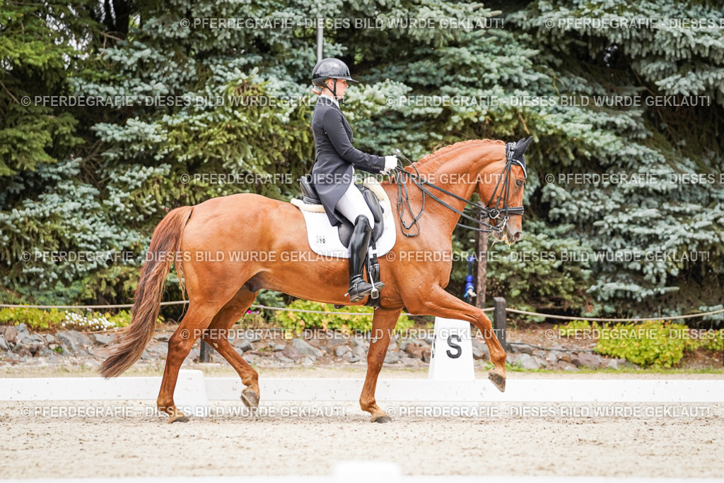 DSC05110 | Pferdegrafie