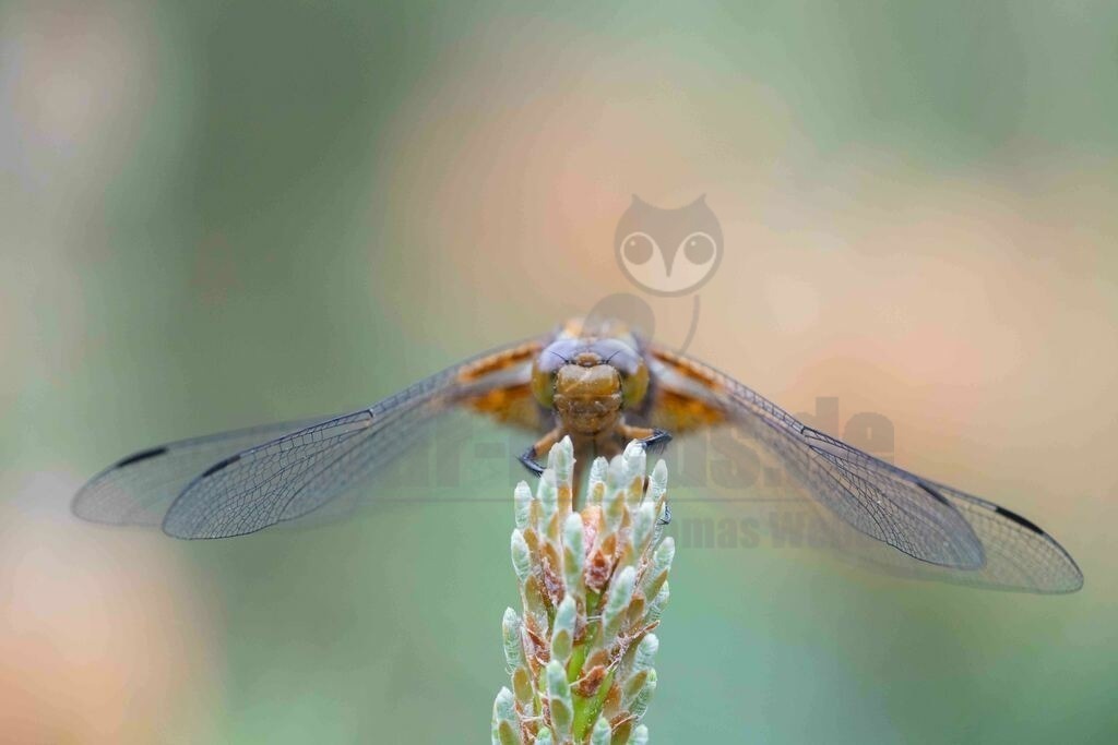 20170520164146 | Der Plattbauch (Libellula depressa) ist eine Libellenart aus der Familie der Segellibellen (Libellulidae) mit einem auffällig breiten, abgeflachten, etwas plump wirkenden Körper. Reife Männchen und Weibchen sind unterschiedlich gefärbt. Die Art ist ein Pionierbesiedler vegetationsarmer, besonnter Tümpel mit lehmigen oder sandig-kiesigen Ufern. - Realisiert mit Pictrs.com