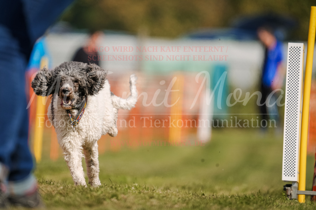 20250928_Hunderennen-369 | MuT (Mensch und Tier) mit Mona - Fotografie und Tierkommunikation - Realisiert mit Pictrs.com
