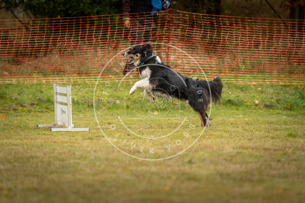 Pfotenfotografie_DV3A2604 | Hundefotografie, Tierfotograf, Pfotenfotografie, Fotoshooting Hund, Hunde Portrait, Hundesport, Hundeportraits, Heideshooting, Hunde, Sportfotograf, Hundefotograf, Turnierhundsport, THS,  - Realisiert mit Pictrs.com