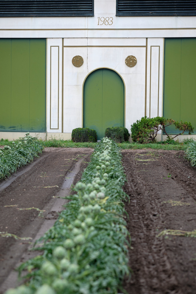 Theuringer Artischocken | Raasdorf, Austria - August 17, 2020; Theuringer Artischocken-Ernte im Marchfeld. - Realisiert mit Pictrs.com