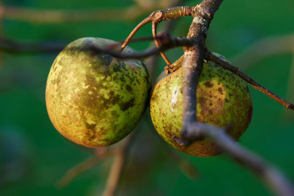 Zwei grüne Äpfel auf dem Zweig | Austria - September 10, 2018: Zwei grüne Äpfel auf dem Zweig. - Realisiert mit Pictrs.com