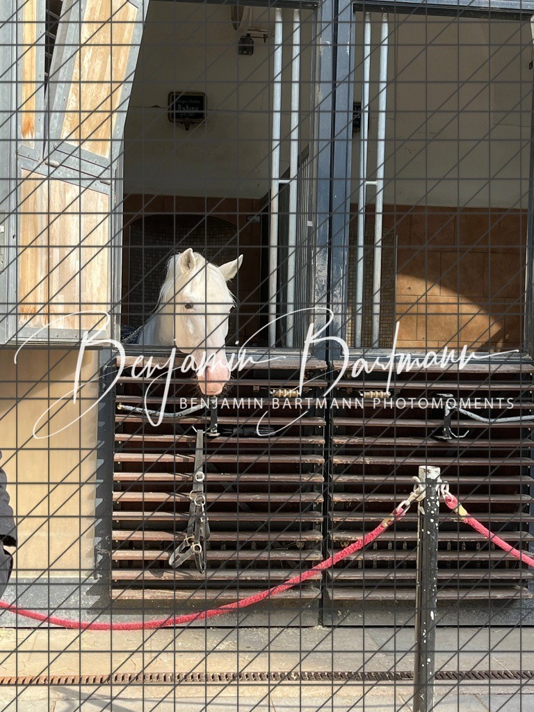 IMG_3239 | Benjamin Bartmann Photomoments