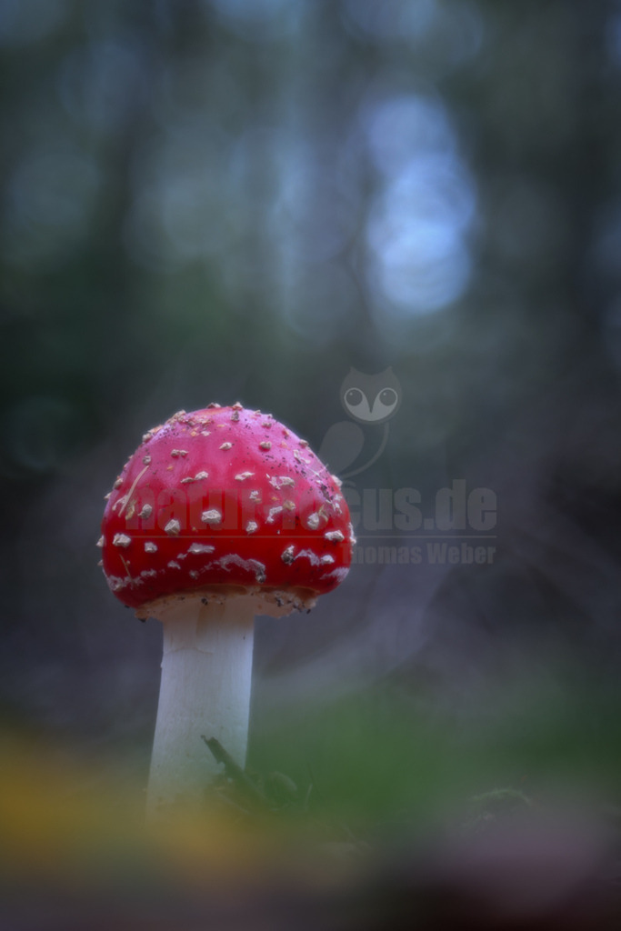 R5M20509_20261026 | Ein Fliegenpilz (Amanita muscaria) ist auf diesem Bild zu sehen. Dieser auffällige Pilz ist bekannt für seinen leuchtend roten Hut mit weissen Flocken und seinen weissen Stiel. Er ist in vielen Teilen der Welt verbreitet, besonders in Nadel- und Laubwäldern, wo er eine Mykorrhiza-Symbiose mit Bäumen eingeht. Obwohl er oft als Symbolpilz gilt, ist der Fliegenpilz giftig und kann beim Verzehr zu Vergiftungserscheinungen führen. - Realisiert mit Pictrs.com