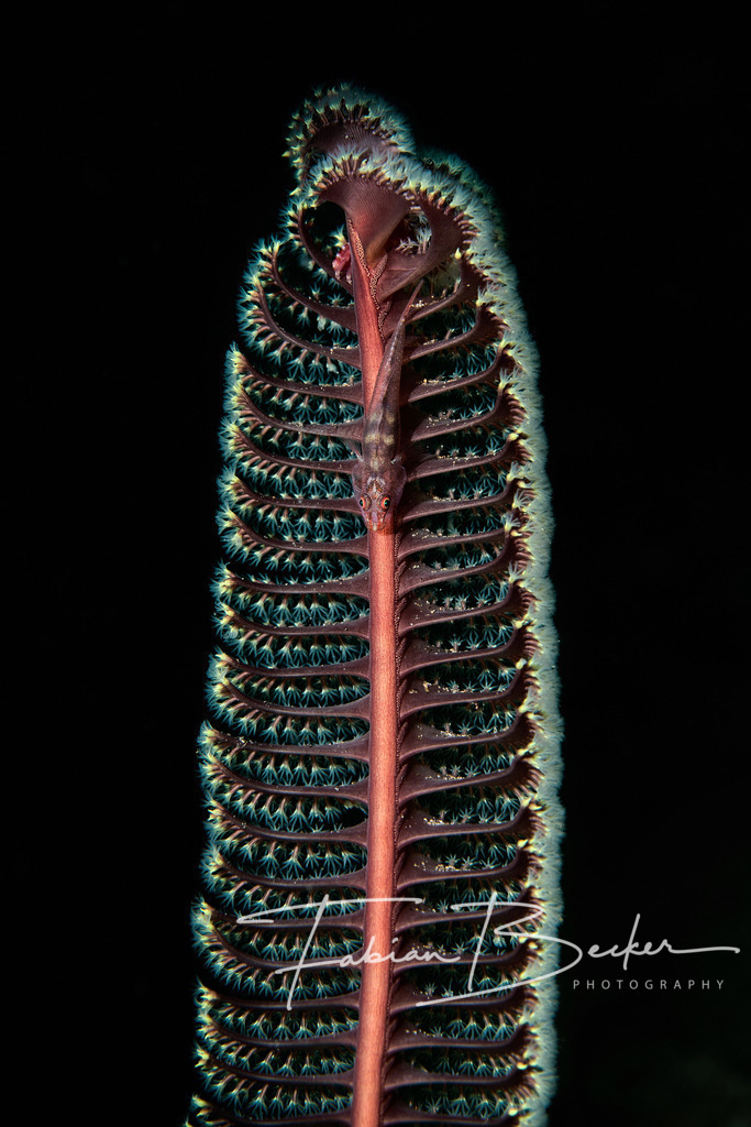 Versteckspiel der Natur | Einzigartige Wandbilder von faszinierenden Unterwasserwelten. Exklusive Kunst für Empfangsbereiche, Wohnraum oder Wartezimmer. - Realisiert mit Pictrs.com