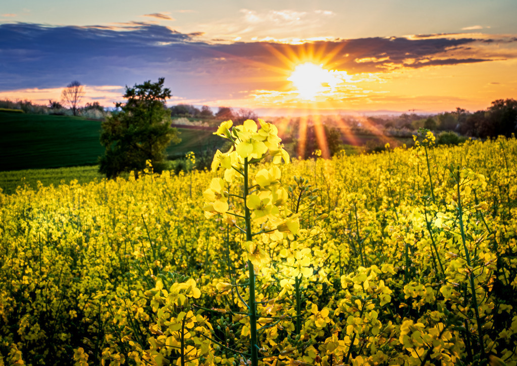 MPI_Blüten_0038 | Blühendes Rapsfeld bei Nussbach - Realisiert mit Pictrs.com