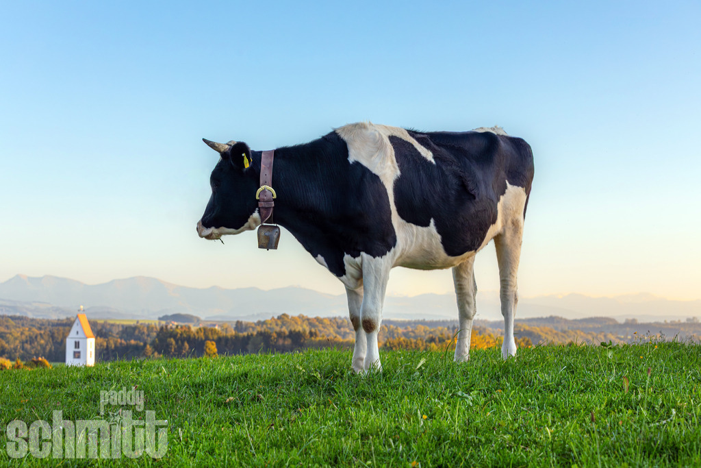 PS-Tiere-2026-33 | Entdecke die größte Bildgalerie der Region mit Fotografien aus dem Allgäu, der Bodenseeregion, Oberschwaben, dem Donautal und der Schwäbischen Alb. Landschaften, Luftaufnahmen und Reisefotografie als Wandbild und Fotokunst. - Realisiert mit Pictrs.com