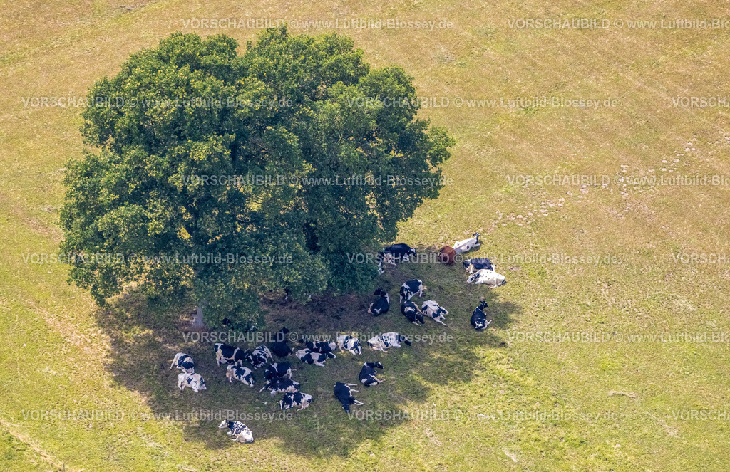 Hamminkeln220703636 | Luftbild, Baum auf einem Feld und Kühe im Schatten, Loikum, Hamminkeln, Niederrhein, Nordrhein-Westfalen, Deutschland