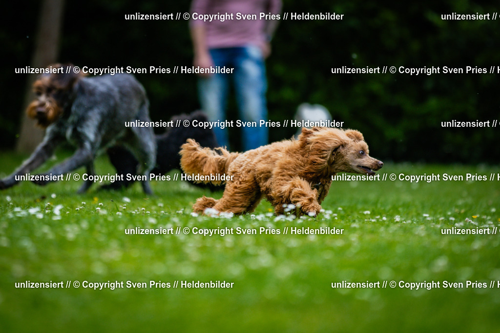 Sven Pries | 2025-05-29 - Pudelrennen KA-Durlach - Realisiert mit Pictrs.com