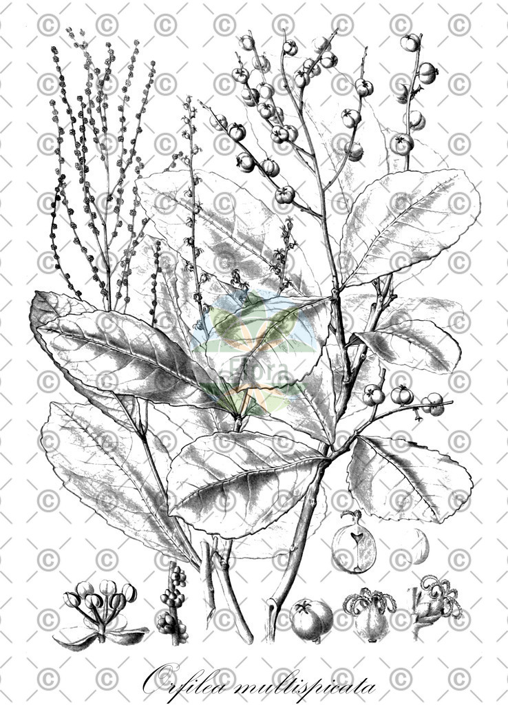 HistAbb_EMP_91207_SRC_HistAbb_Sturm_1796_FLORAD_SIMPLE | Historische Abbildung von Orfilea multispicata - Euphorbiaceae | Historical Illustration of Orfilea multispicata - Euphorbiaceae