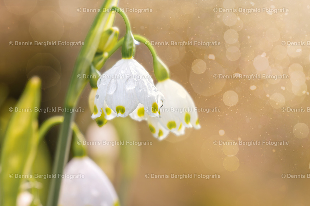 Flower 32 | Entdecken Sie Natur, Makro und Tierfotografie von Dennis Bergfeld.Besondere Momente und Details der Natur, hochwertig als Foto und Wandbild erhältlich. - Realisiert mit Pictrs.com