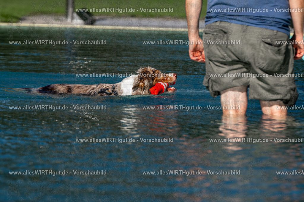 Hundeschwimmen_Volksbad_2026-allesWIRTHgut_Tierfotografie-2609061039-FAY05972 | Professionelle Tierfotografie in Mönchengladbach von Daniel Wirth (allesWIRTHgut). Liebevolle & natürliche Bilder von Hunden & Katzen für unvergessliche Erinnerungen.