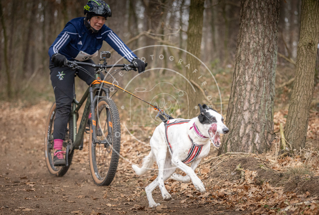 Pfotenfotografie_DV3A5399 | Hundefotografie, Tierfotograf, Pfotenfotografie, Fotoshooting Hund, Hunde Portrait, Hundesport, Hundeportraits, Heideshooting, Hunde, Sportfotograf, Hundefotograf, Turnierhundsport, THS,  - Realisiert mit Pictrs.com