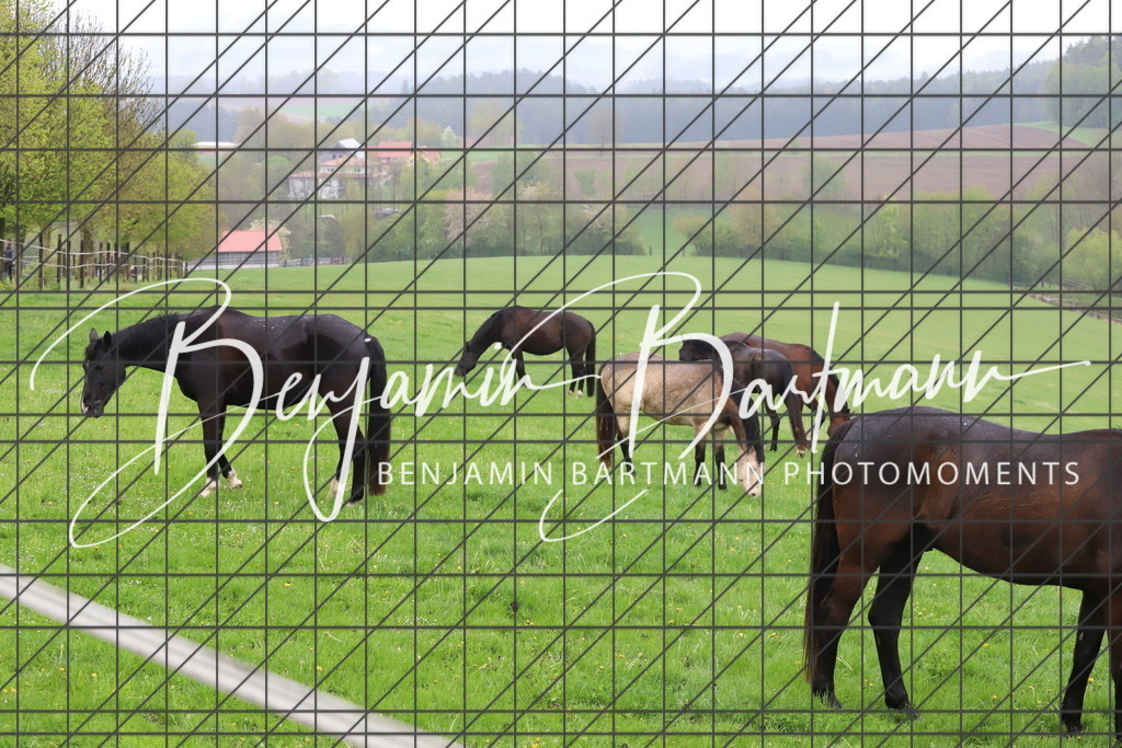 IMG_4293 | Benjamin Bartmann Photomoments