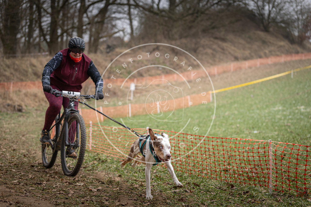 Pfotenfotografie_DV3A5584 | Hundefotografie, Tierfotograf, Pfotenfotografie, Fotoshooting Hund, Hunde Portrait, Hundesport, Hundeportraits, Heideshooting, Hunde, Sportfotograf, Hundefotograf, Turnierhundsport, THS,  - Realisiert mit Pictrs.com