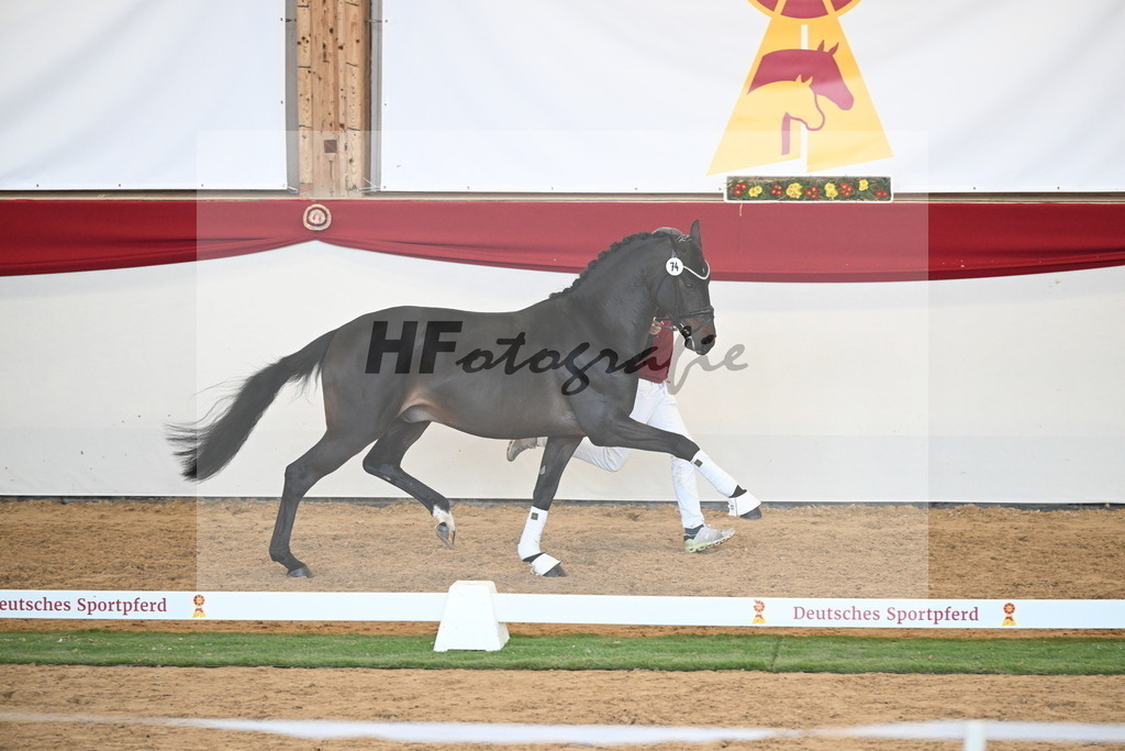 Kat.-Nr. 74 v. Quaterback_Mieleszko-Vekens_2250654 | hf-fotografie - Realisiert mit Pictrs.com