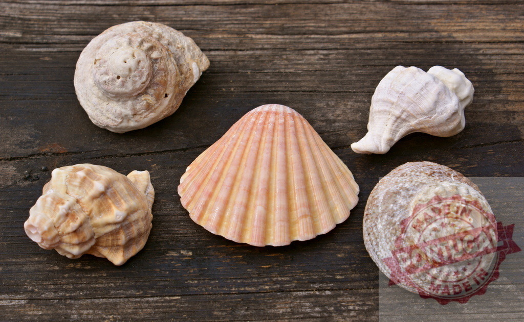 Seashells collecting on rustic wooden background | Collection of different seashells lying on a weathered wooden surface, creating a beach theme - Realisiert mit Pictrs.com