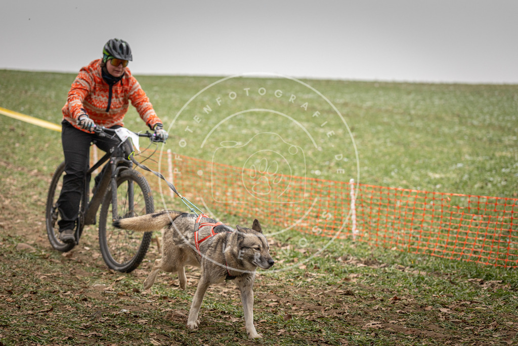 Pfotenfotografie_DV3A3226 | Hundefotografie, Tierfotograf, Pfotenfotografie, Fotoshooting Hund, Hunde Portrait, Hundesport, Hundeportraits, Heideshooting, Hunde, Sportfotograf, Hundefotograf, Turnierhundsport, THS,  - Realisiert mit Pictrs.com