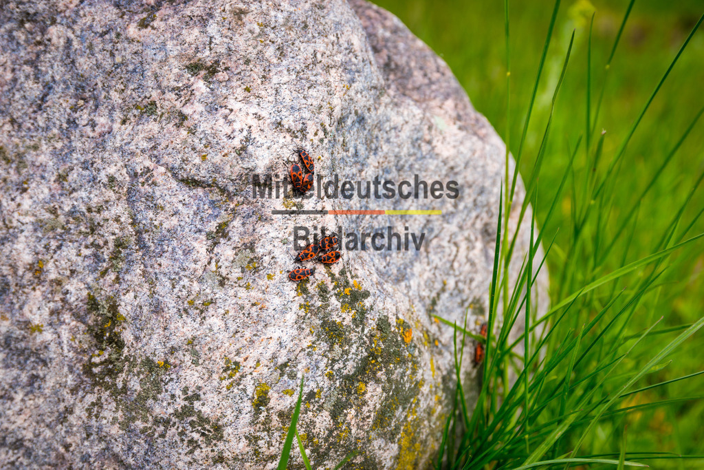 Mammendorf Wall _ Dorf-2661 | Park Eichenbarleben - Realisiert mit Pictrs.com