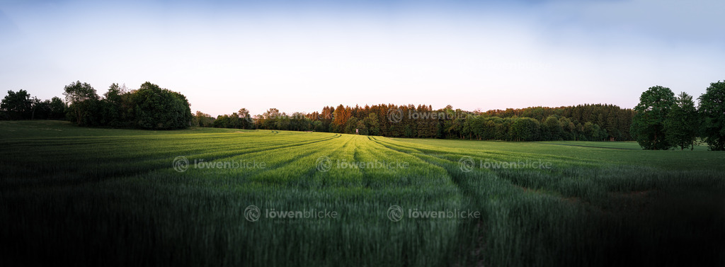 Felder oberhalb von Mühlhausen | löwenblicke | shop