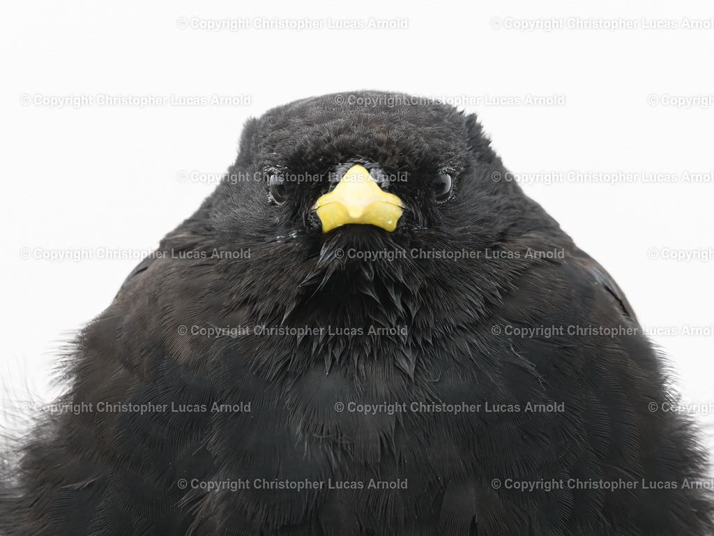 Alpendohle im Porträt | bildkomponist - Realisiert mit Pictrs.com