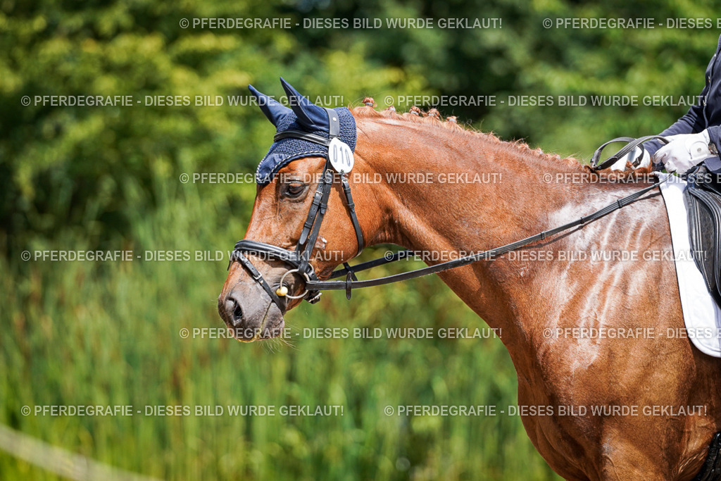 DSC00554 | Pferdegrafie