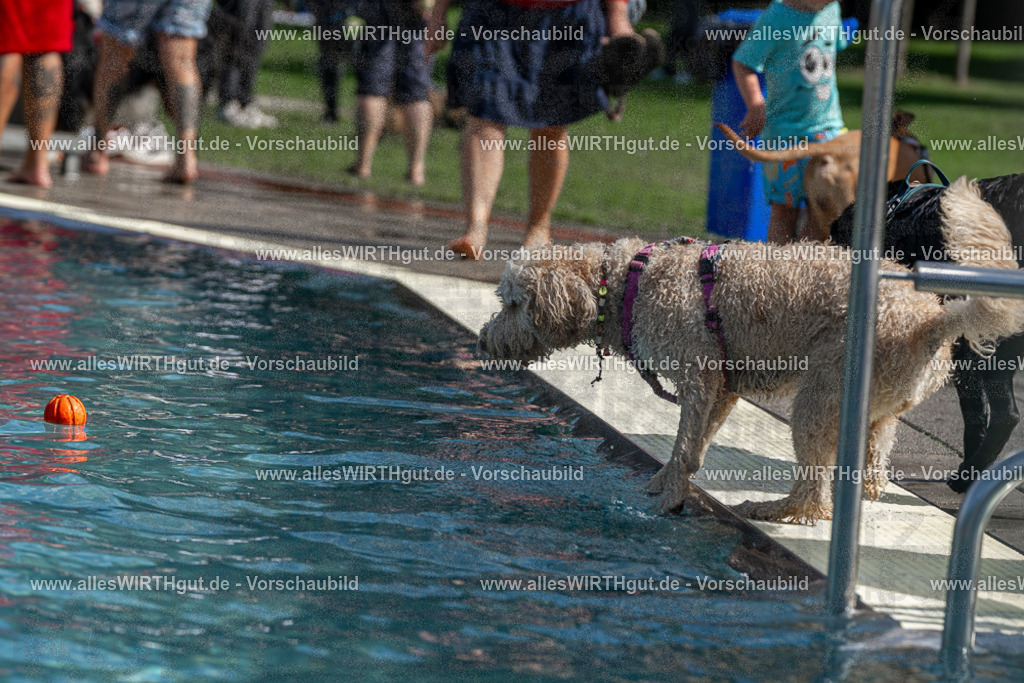 Hundeschwimmen_Volksbad_2026-allesWIRTHgut_Tierfotografie-2609061216-FAY06421 | Professionelle Tierfotografie in Mönchengladbach von Daniel Wirth (allesWIRTHgut). Liebevolle & natürliche Bilder von Hunden & Katzen für unvergessliche Erinnerungen.