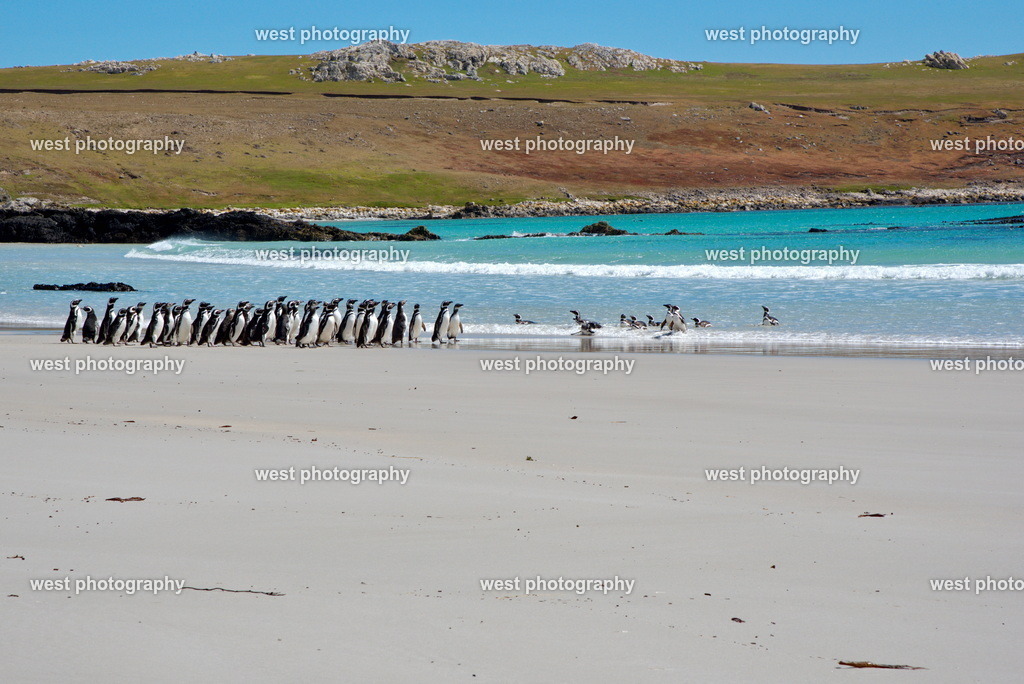 Pebble beach 3 PLB - FLK 2014 | west photography - Realisiert mit Pictrs.com
