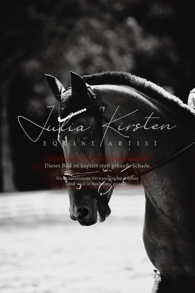 DSC_0486 | Pferde- und Turnierfotografie in Westsachsen. Pferdeportraits, Auftragszeichnungen und intuitive Kunst.