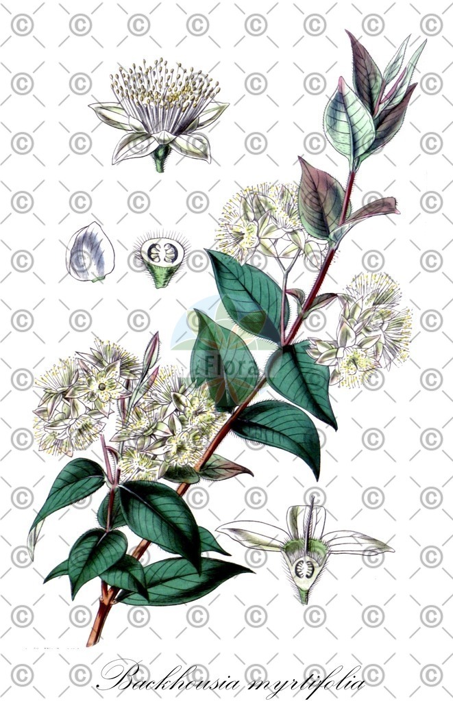 HistAbb_wfo-0000558282_1_ENZY_Simple | Historische Abbildung von Backhousia myrtifolia - Myrtaceae | Historical Illustration of Backhousia myrtifolia - Myrtaceae