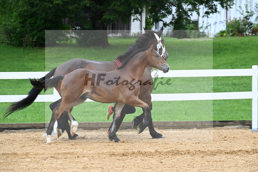 Kat-Nr. 2 Rivaldo x Riegsee_Hoeck_27140032 | hf-fotografie - Realisiert mit Pictrs.com