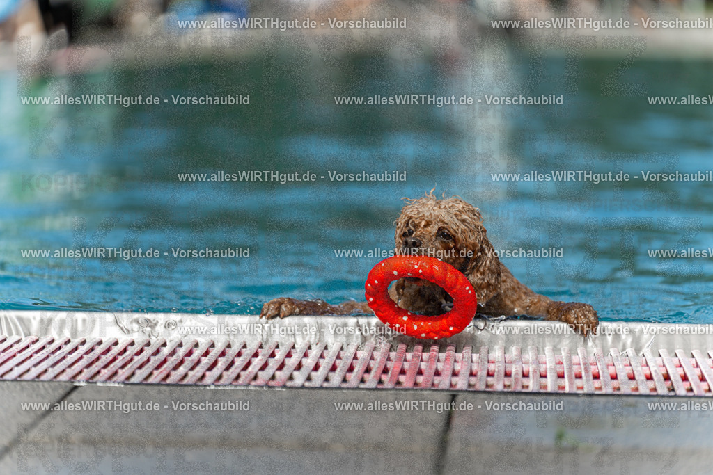 Hundeschwimmen_Volksbad_2026-allesWIRTHgut_Tierfotografie-2609061504-7R501297 | Professionelle Tierfotografie in Mönchengladbach von Daniel Wirth (allesWIRTHgut). Liebevolle & natürliche Bilder von Hunden & Katzen für unvergessliche Erinnerungen.