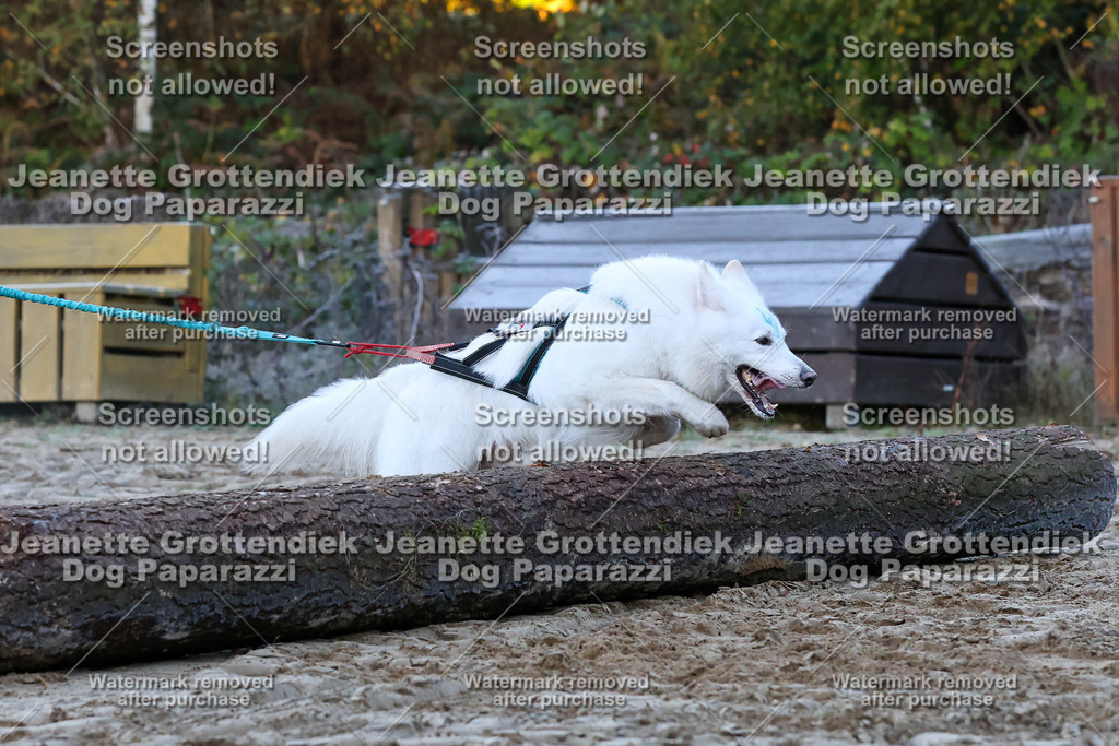 Dog Paparazzi - Strongdog 10-25-336 | Dog Paparazzi Jeanette Grottendiek Fotografie & Videografie - Realisiert mit Pictrs.com