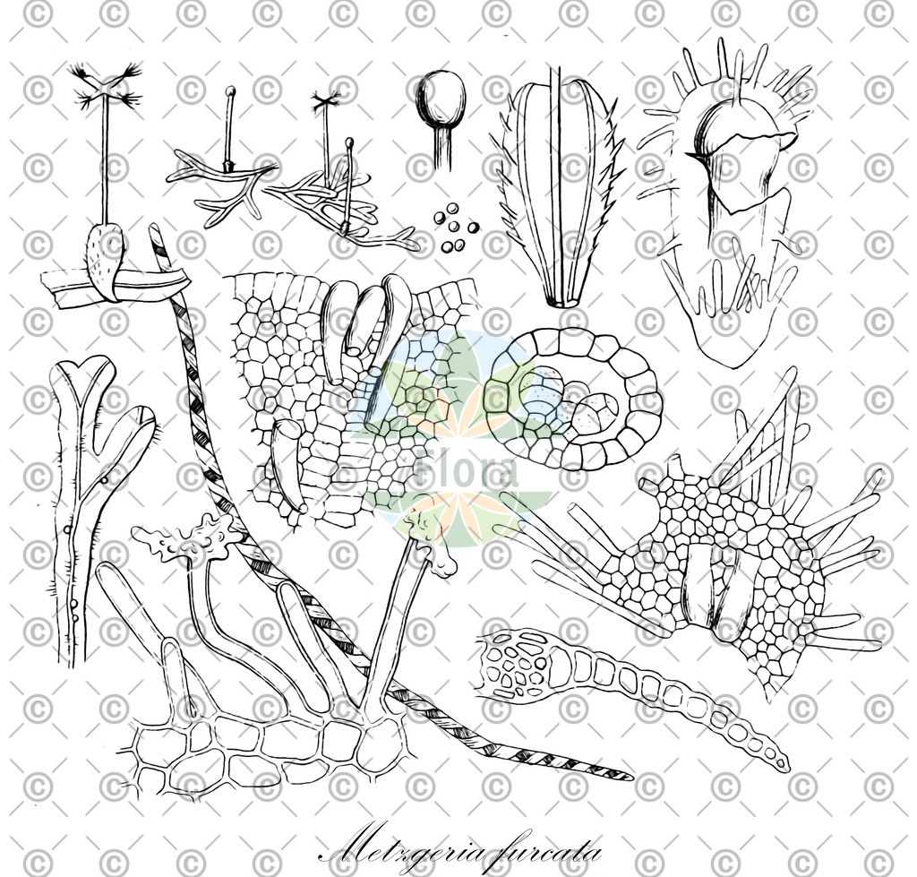 HistAbb_wfo-0000242684_1_ENZY_Simple | Historische Abbildung von Metzgeria furcata - Metzgeriaceae | Historical Illustration of Metzgeria furcata - Metzgeriaceae