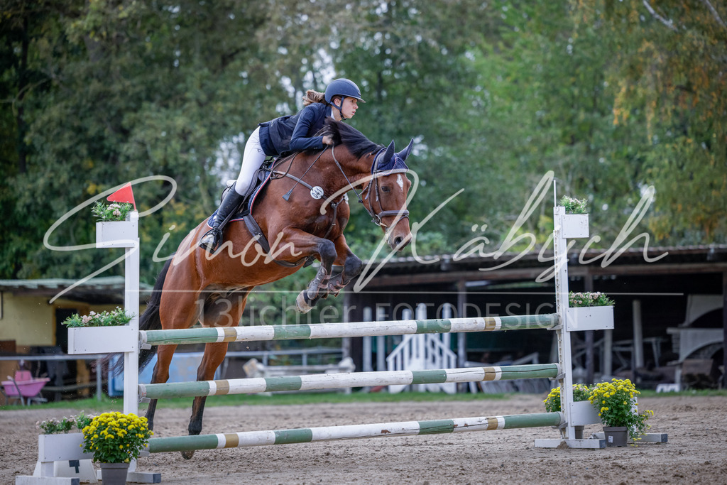 20251012-_3LI5199 | Tierfotografie Pferde, Hunde, Katzen, Haustiere.
Turnierfotografie Reitturniere, Reiten, Springreiten, Dressur in Hanau, dem Main-Kinzig-Kreis und dem Rhein-Main- Gebiet um Frankfurt