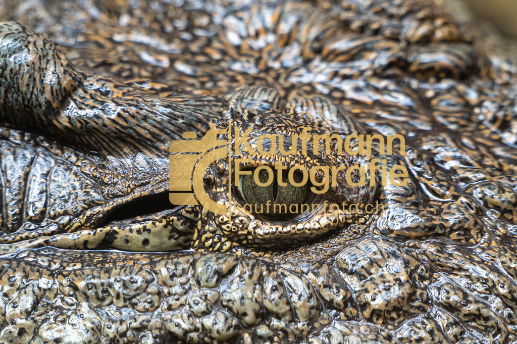 Jungle_Park_def-4845 | kaufmannfoto - Realisiert mit Pictrs.com