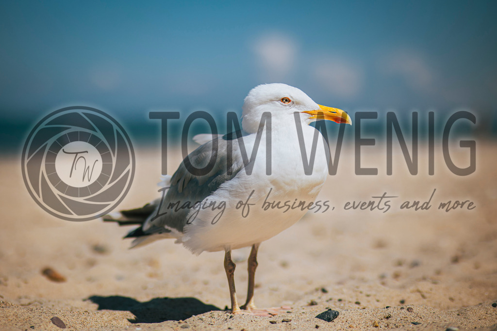 IMG_8623 | Fotos:
Tom Wenig
https://www.tomwenig.de - Realisiert mit Pictrs.com