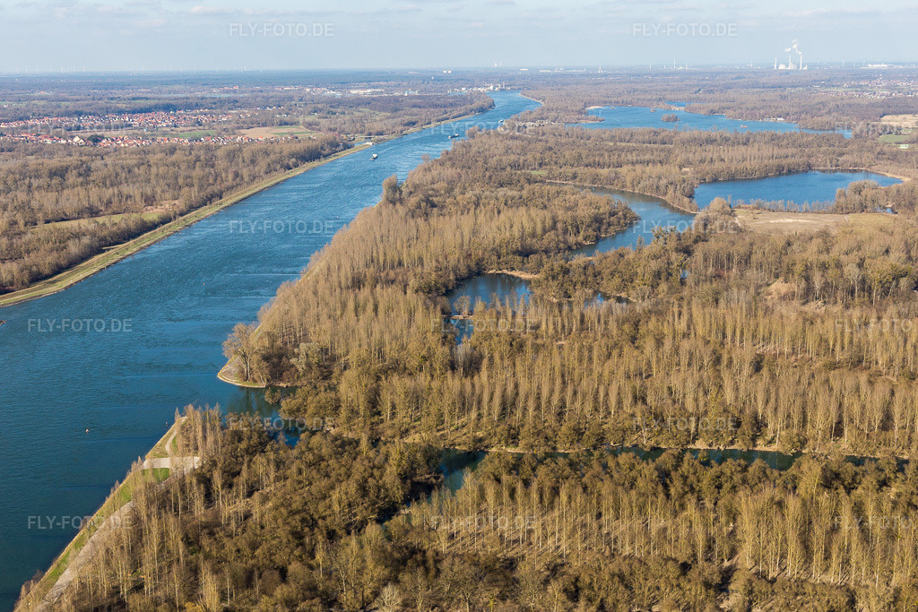 Luftbild: Rheinauen mit Silberweidenwald im Ortsteil Plittersdorf in Rastatt im Bundesland Baden-Württemberg in Deutschland. Foto: IMG_104860.jpg vom 14.03.2018 durch Werner Riehm/FLY-FOTO.de