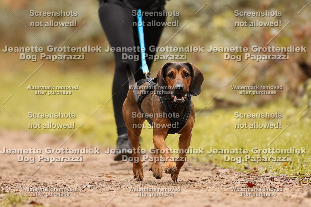 Dog Paparazzi - Speedhunter Mannheim  2025-182 | Dog Paparazzi Jeanette Grottendiek Fotografie & Videografie