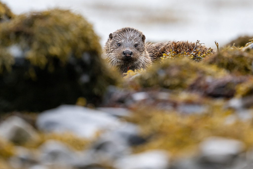 DSC_6700 | Otter "Fang" at Loch Spelve - Realisiert mit Pictrs.com