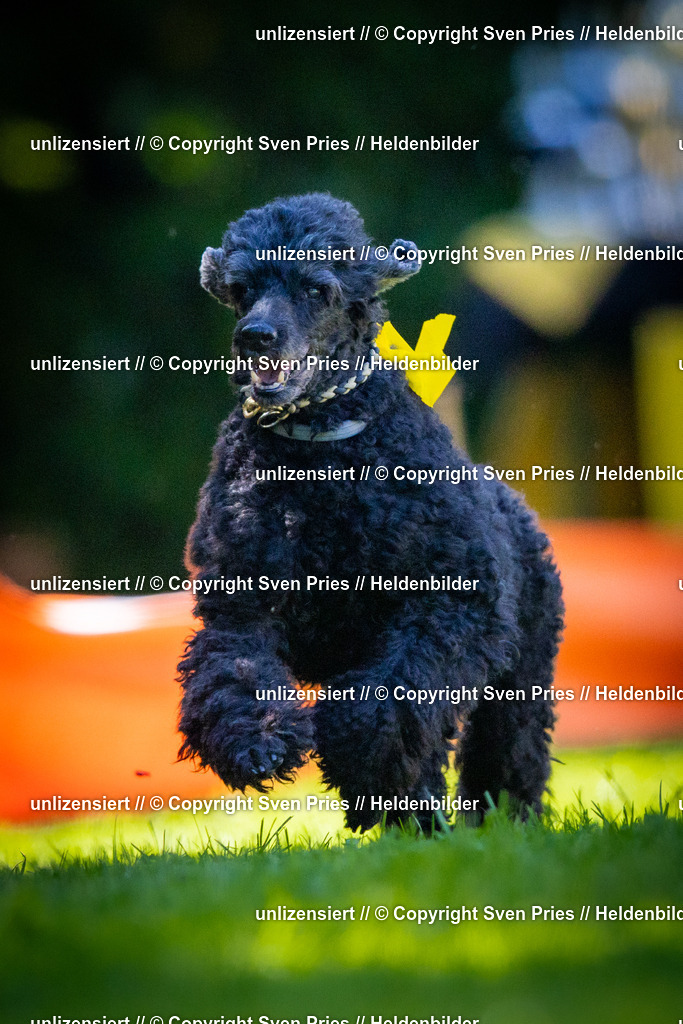 Sven Pries | 2025-08-10 - Hunderennen Durlach - Realisiert mit Pictrs.com