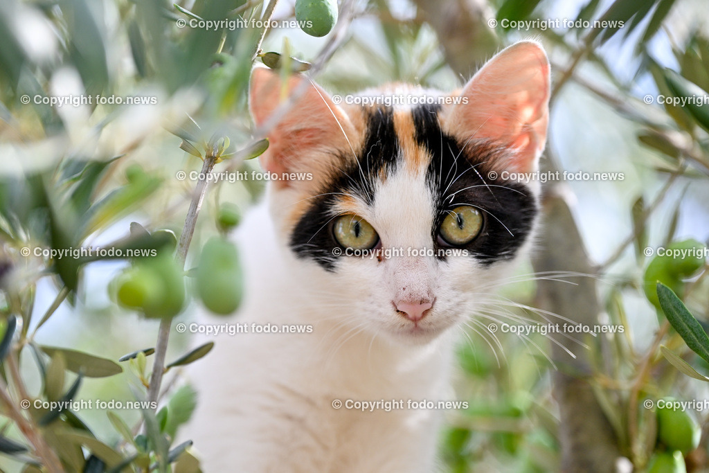 Katze_ Katzen_ 16.10.2024-5 | 16.10.2024, Linz, AUT, Haustier, Katzen, im Bild Haustier, Katze, Katzen, Kater, Stubentiger, Babykatze, Mietze, Fellnase, Tierfotografie, Heimtier